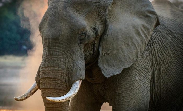 gray-elephant gray-elephant